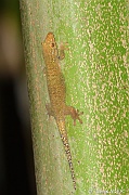 DSC_9237_01 Ailuronyx seychellensis bronze gecko_tn